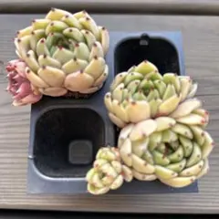 a-i…＊プロフ必読＊様 リクエスト 2点 まとめ商品