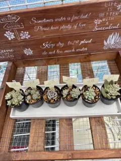 多肉植物　抜き苗6種 つぶつぶ屋さん　さくらもちわたあめ　ざらめ