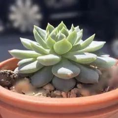 2026年最新】リンゼアナの人気アイテム - メルカリ