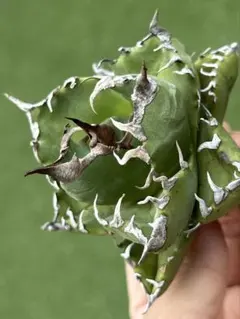 森*丸様 アガベ　まとめ売り 2025年最新】アガベまとめ売りの人気アイテム - メルカリ