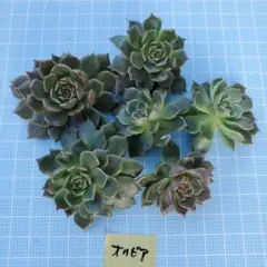 多肉植物　オリビア　カット苗