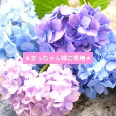 ミクリン様専用 アジサイ 島根オリジナル 瑠璃るらら クレマチス 妖精