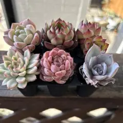 2025年最新】エケベリアセットの人気アイテム - メルカリ