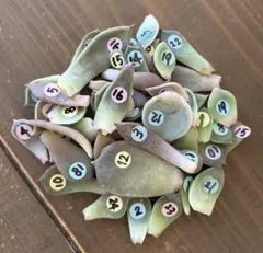 ２点おまとめ　多肉植物　エケベリア　葉挿し　５０枚カット苗セット