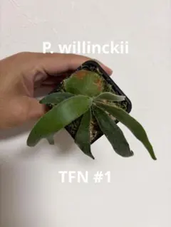 ビカクシダ P. willinckii 伊右衛門 前葉体 胞子体 - メルカリ