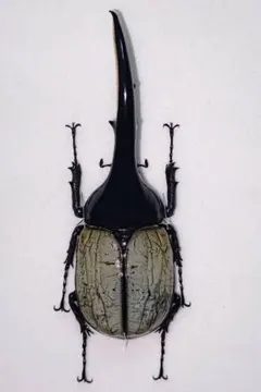 2025年最新】ヘラクレスブルー 標本の人気アイテム - メルカリ