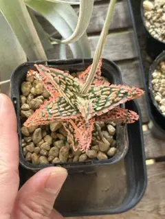 アロエ32鉢まとめセット 傷あり 第四種 - メルカリ