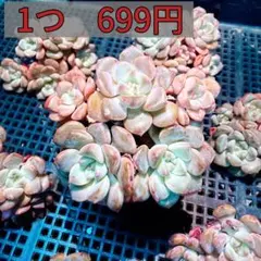 多肉植物　ドラえもん　エケベリア属　（群生）