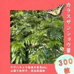 カラスザンショウ 枝付き葉っぱ 10枝200枚 アゲハチョウ 幼虫 餌