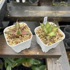 2025年最新】アガベ白豪刺の人気アイテム - メルカリ