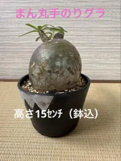 2026年最新】パキポディウム グラキリス 現地球の人気アイテム - メルカリ