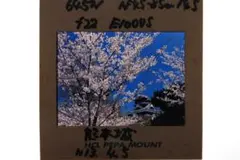 桜の写真 645フォーマット ポジフィルム原版　熊本城と桜