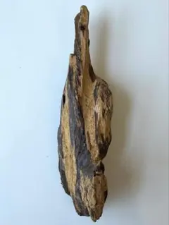 モダマ 巨大豆（石垣島産）ドライフラワー インテリア 自然素材 モダマ 巨大豆（石垣島産）ドライフラワー インテリア 自然素材 - メルカリ