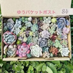 ✾84ちまちま寄せ植え　カット苗　多肉植物　寄せ植えセット　詰め合わせ　多種類苗