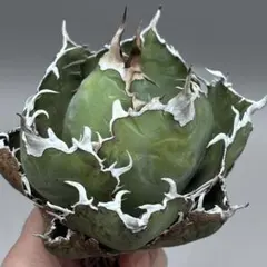 2026年最新】アガベ 白鯨 ボールの人気アイテム - メルカリ