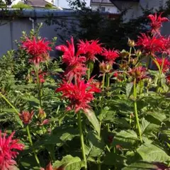 れんげ草様 リクエスト 2点 まとめ商品