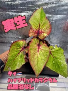 タイ産　実生ハイブリッドカラジウムのサムネイル