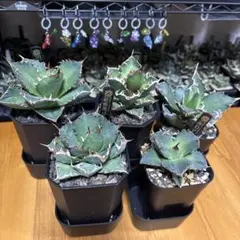 アガベ　4株セット＋おまけ1株のサムネイル