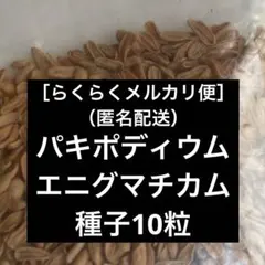 【種子10粒】塊根植物　パキポディウム エニグマチカムのサムネイル