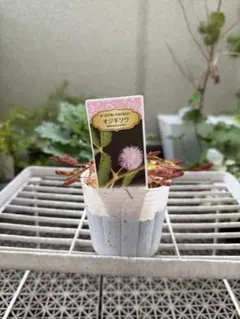 【観葉植物】おじぎそう(オジギソウ、おじぎ草)鉢ごと発送　3のサムネイル