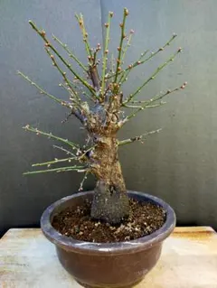 2026年最新】梅盆栽 思いのままの人気アイテム - メルカリ