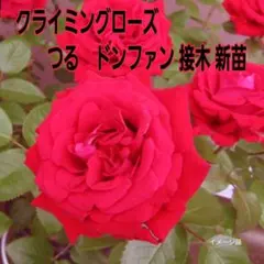 ♡ クライミングローズ つるドンファン ベルベットの赤の花弁 接木 新苗♡