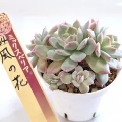 2025年最新】ミックスベリア 円の人気アイテム - メルカリ