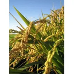 自然栽培 朝日 玄米 5kg(2.5kg小袋) R7年産 在来種のサムネイル