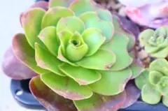 2025年最新】アエオニウム 魅金ローズの人気アイテム - メルカリ