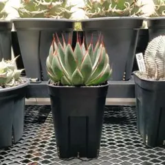 2026年最新】マンガベ プレイングハンズの人気アイテム - メルカリ