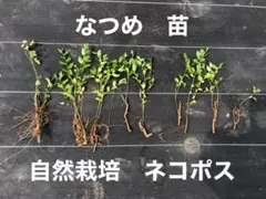【期間限定】なつめ苗　高さ約20cm 自然栽培　ネコポス　美容　アンチエイジングのサムネイル