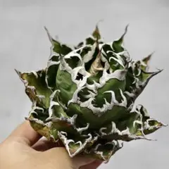 アガベ　白鯨　牡丹葉　大株 アガベ チタノタ 白鯨 「牡丹葉」 中株 ホワイトホエール