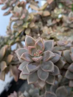 多肉植物 マッコス カット苗 10本 - メルカリ