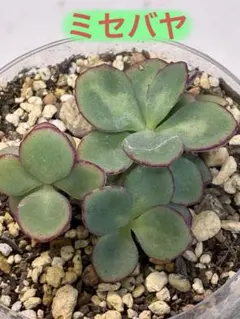 多肉植物 1 越中ミセバヤ - メルカリ