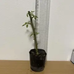 ムギ猫様 リクエスト 2点 まとめ商品