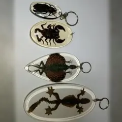 2025年最新】蜂 標本の人気アイテム - メルカリ