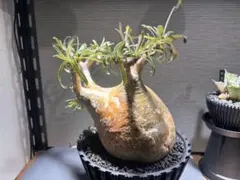 特大アデニアSPクリスタルグリーン発根済グロボーサ ペチュエリー