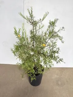 ①希少大株グレビレア ゴールデンユーロ7号鉢120cm接木苗 - メルカリ