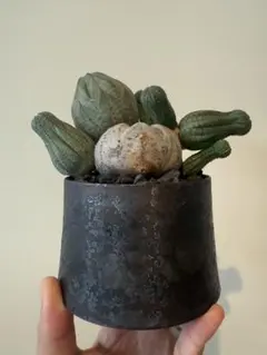 2025年最新】宮下将太の人気アイテム - メルカリ