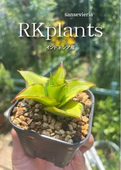 ロリダ バリエガータ サンセベリア 斑入り 厳選 良型 抜き苗 - メルカリ