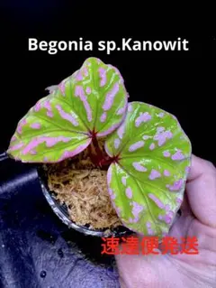 Begonia sp. from North Toraja 原種ベゴニア 青光り - メルカリ