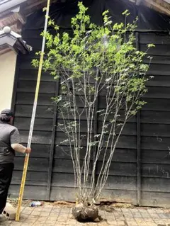 2026年最新】アオダモ 山採りの人気アイテム - メルカリ