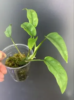 2026年最新】ラフィドフォラ ホワイトモンスターの人気アイテム - メルカリ