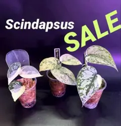 2026年最新】Scindapsus peasunの人気アイテム - メルカリ