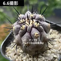 リンゼイ実生① エキノケレウス（検索）リンゼー 強刺 花サボテン