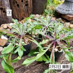 セントーレア　ブラックボール　花苗　3ポット　③