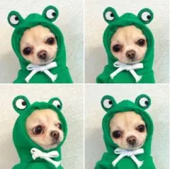 犬服☆フロッグパーカー☆XS