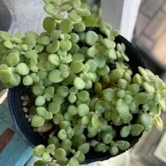 2025年最新】ブロウメアナ 抜き苗の人気アイテム - メルカリ