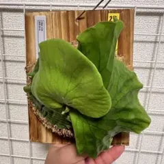 【メルカリ便‼︎】ビカクシダ コロナリウム シンcoronarium thinのサムネイル