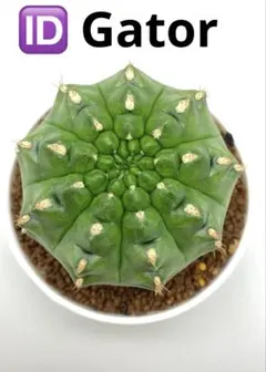 ASギムノカリキウム ミハノビッチ ID：Black Widowサボテン - メルカリ